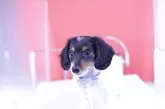 ミニチュアダックスフンド(ロング)【愛知県・男の子・2025年3月8日・ブラックタンパイボールド】の写真7