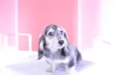 カニンヘンダックスフンド(ロング)【愛知県・男の子・2025年5月4日・シルバーダップル】の写真9