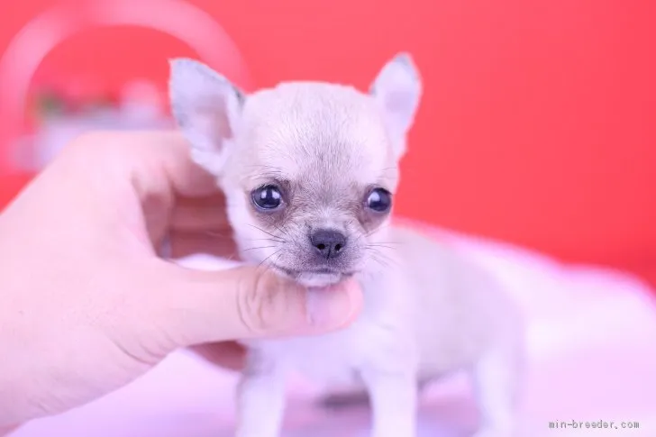 ID:1908-01025の子犬