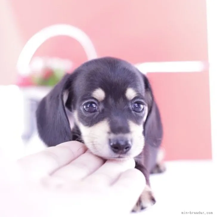 om02100 様のお迎えした子犬