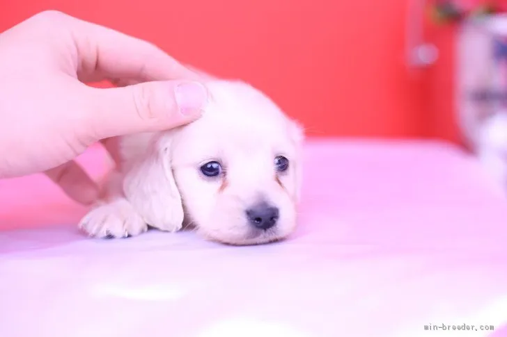 ID:2001-01329の子犬