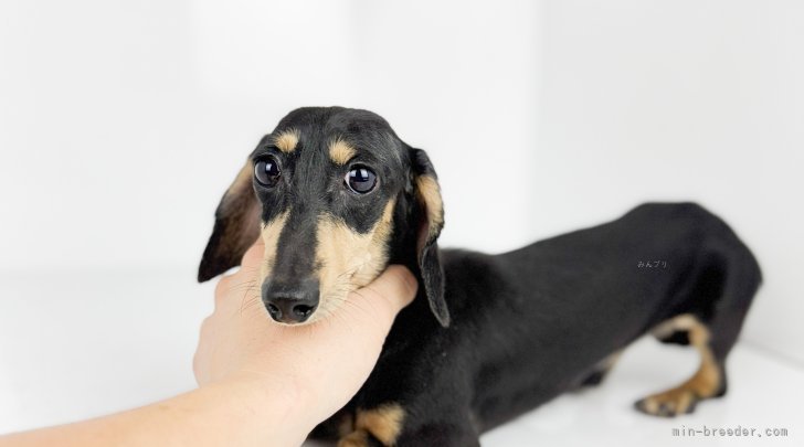 カニンヘンダックスフンド(スムース)【・男の子・2023年11月12日・ブラックイエロー】