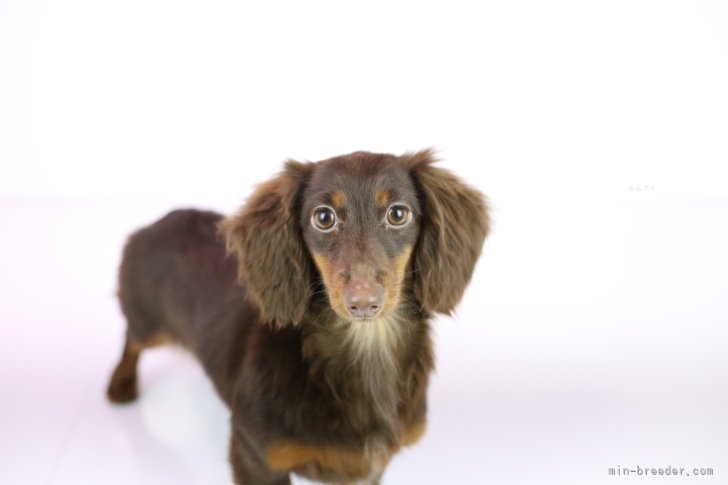 カニンヘンダックスフンド(ロング)【・女の子・2024年9月10日・チョコタン】
