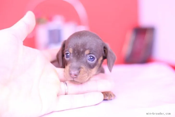 K.M 様のお迎えした子犬