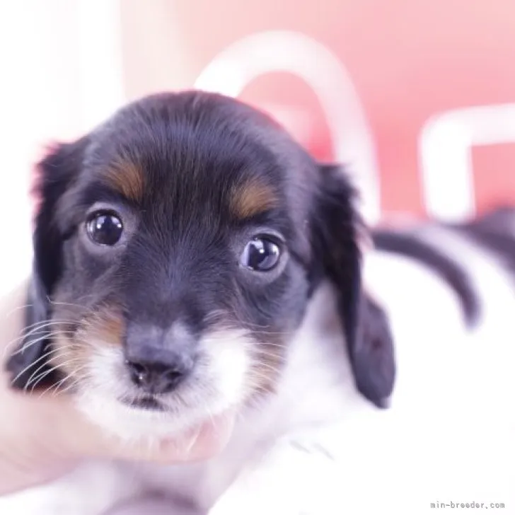 ID：2306-00581の子犬