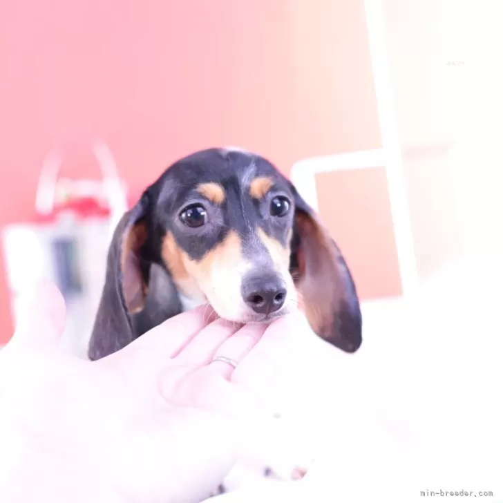 ID：2309-00105の子犬