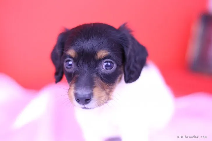 ID:1906-02165の子犬