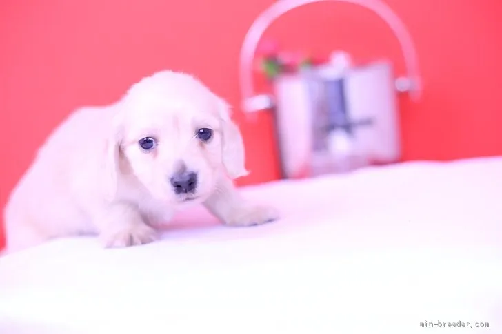 k.m 様のお迎えした子犬