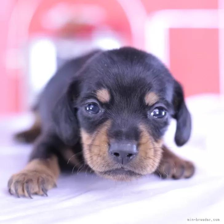 A.O 様のお迎えした子犬