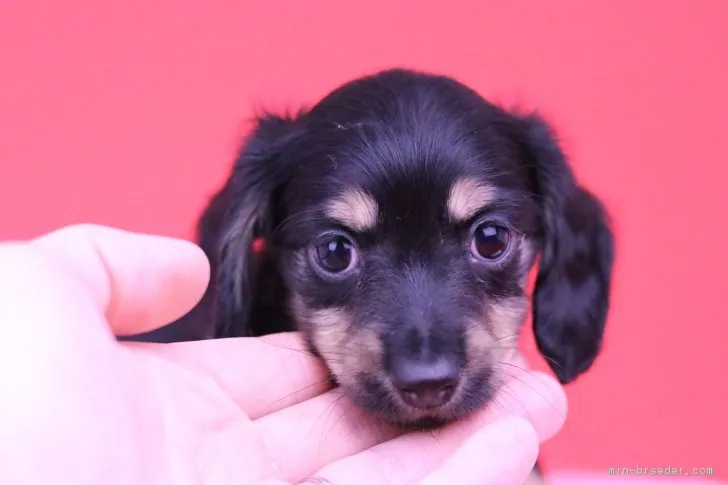 バームクーヘン 様のお迎えした子犬