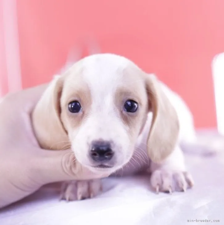 ID:2308-03224の子犬