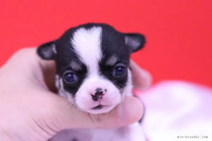 ID:1810-03234の子犬