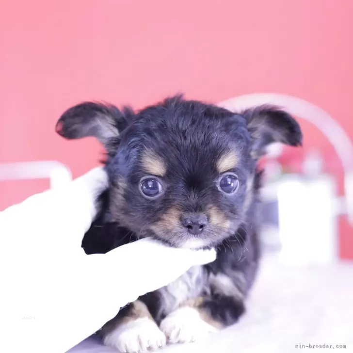 ID:2409-07601の子犬