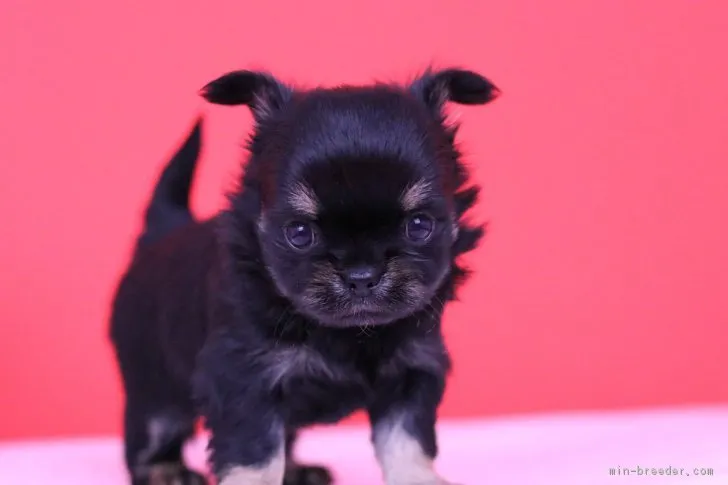 かりん 様のお迎えした子犬