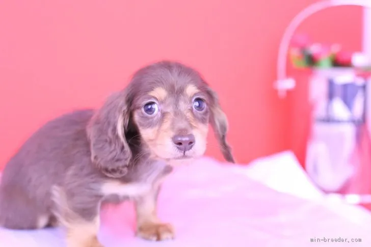 S.U 様のお迎えした子犬
