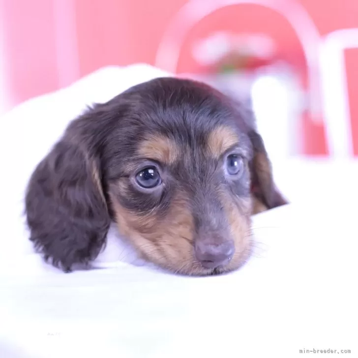 ID:2405-00841の子犬