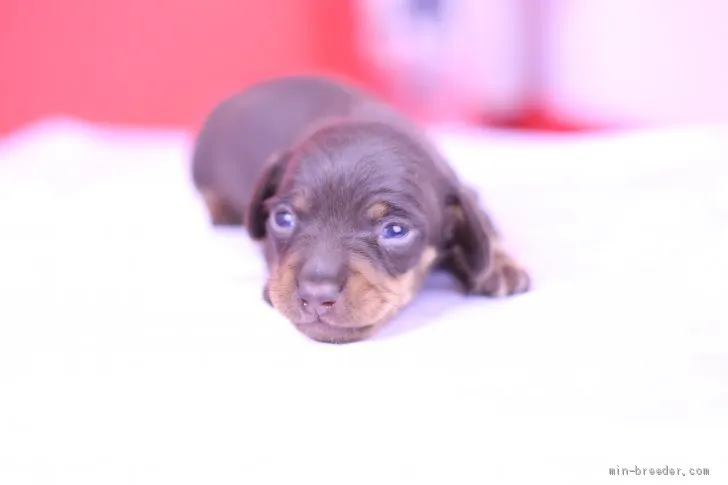 M.K 様のお迎えした子犬