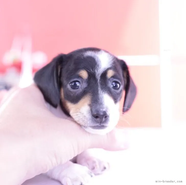 ID：2310-06348の子犬