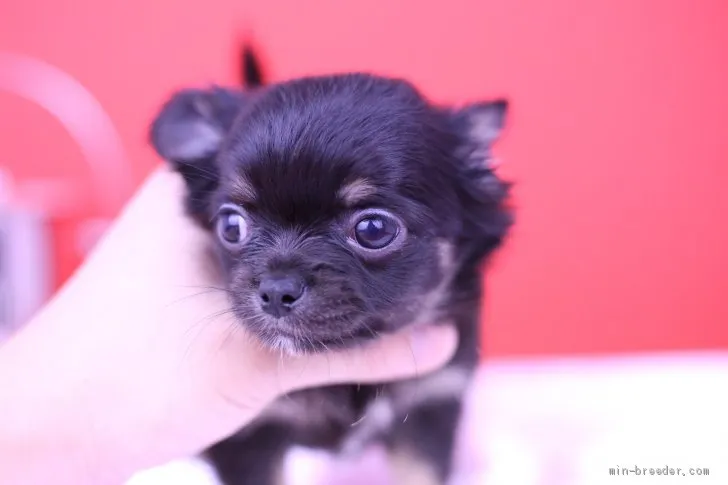 ID:1904-01156の子犬