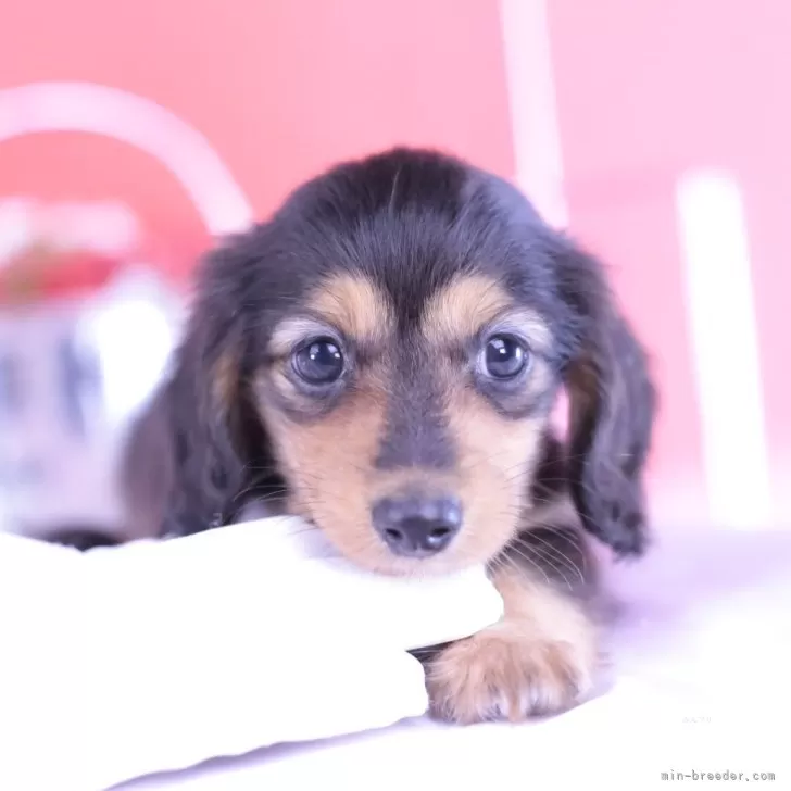 ID:2406-02541の子犬