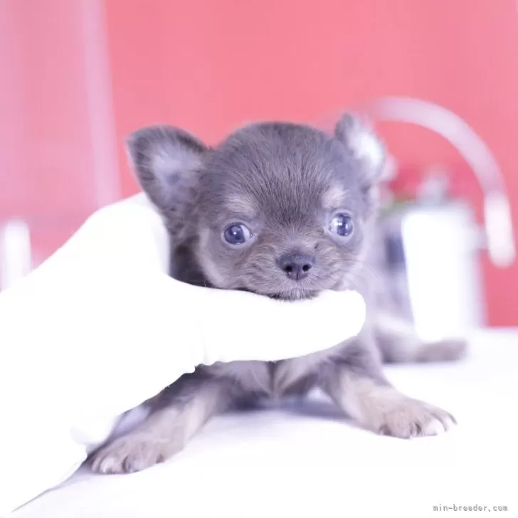 ID:2408-08182の子犬