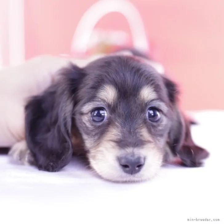 ID:2307-02617の子犬