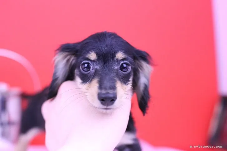 はな 様のお迎えした子犬