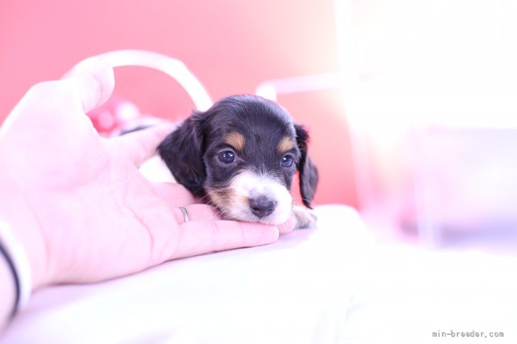 ミニチュアダックスフンド ロング の子犬をお迎えいただいたお客様の声 口コミ 評判 みんなのブリーダー