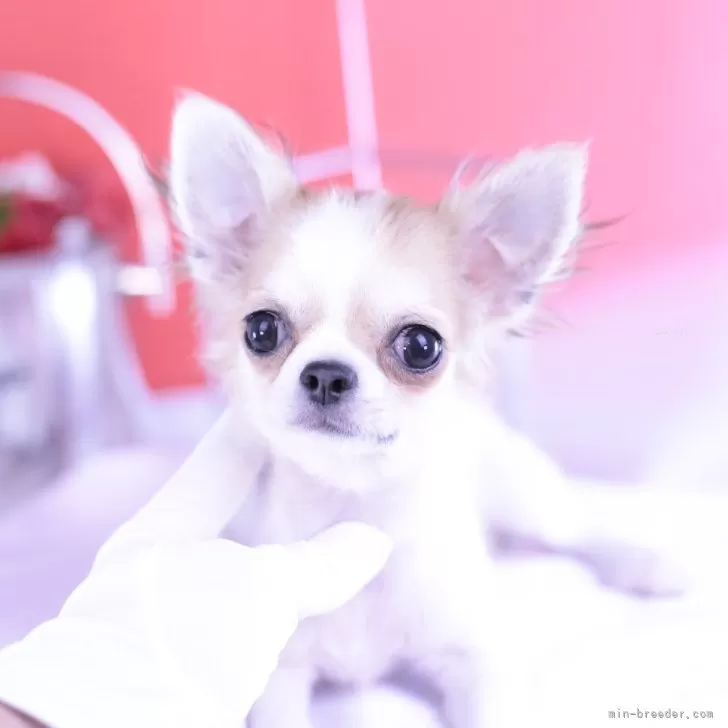 ID:2404-05562の子犬