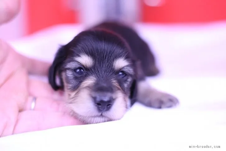 ヒデ 様のお迎えした子犬