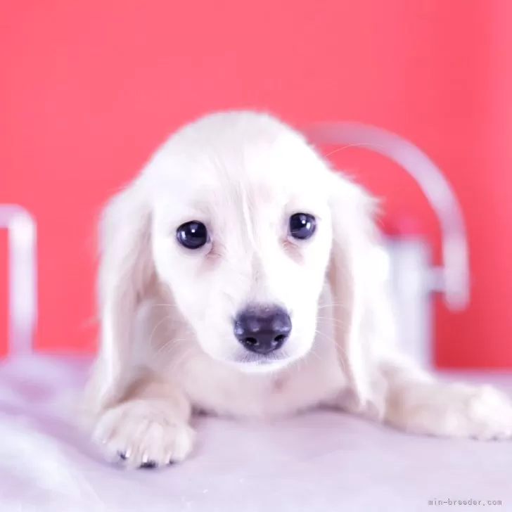 ID:2408-06837の子犬