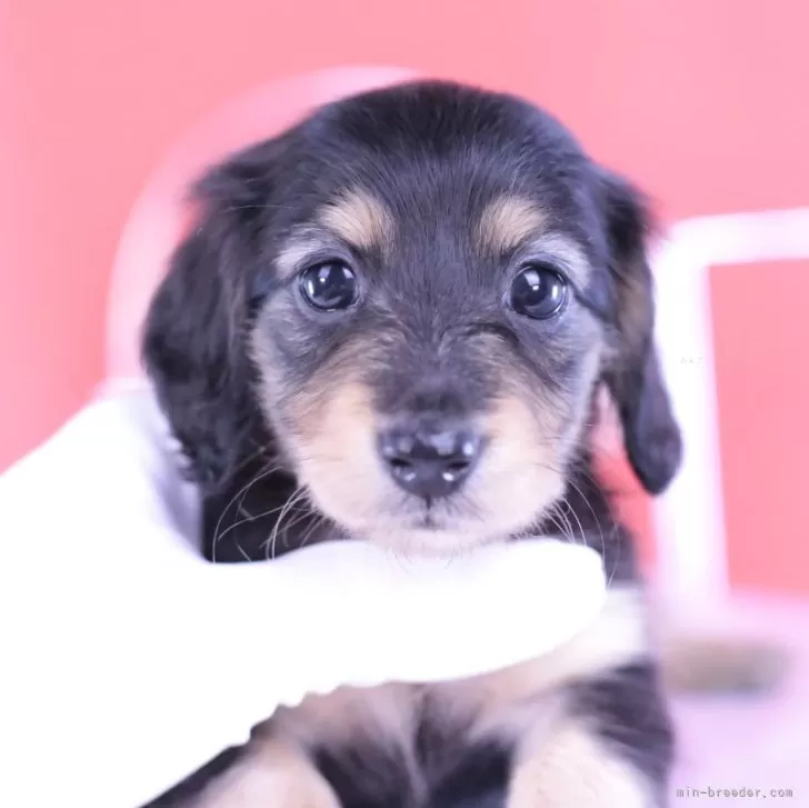 ID:2404-02191の子犬