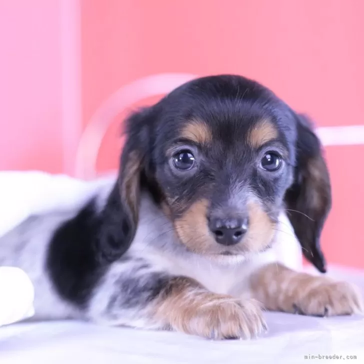 ID:2402-00469の子犬