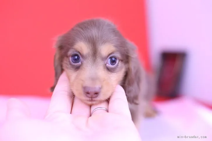M.K 様のお迎えした子犬