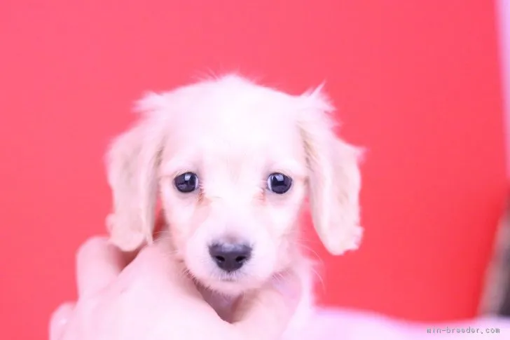 ken2 様のお迎えした子犬