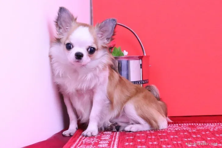 ID:1805-00895の子犬