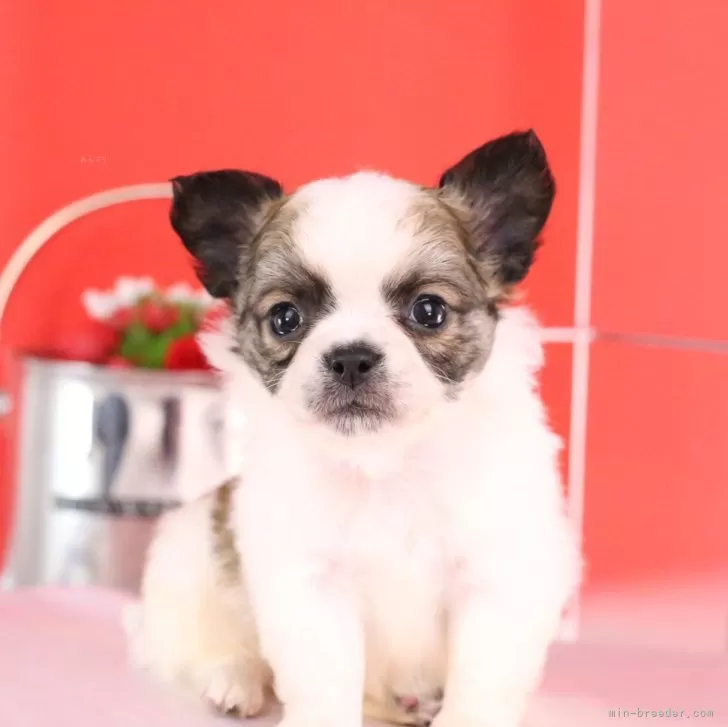 ID:2403-04224の子犬