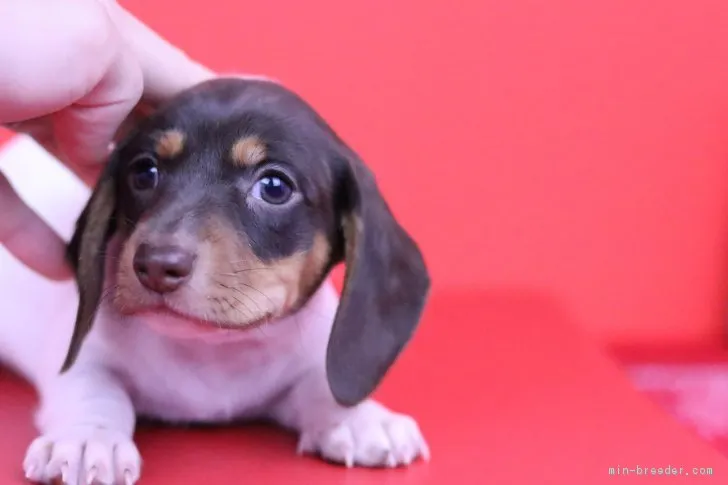 daros 様のお迎えした子犬