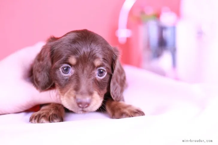 ID：2011-01523の子犬