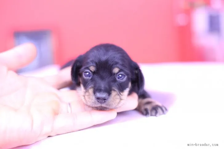 R.S 様のお迎えした子犬