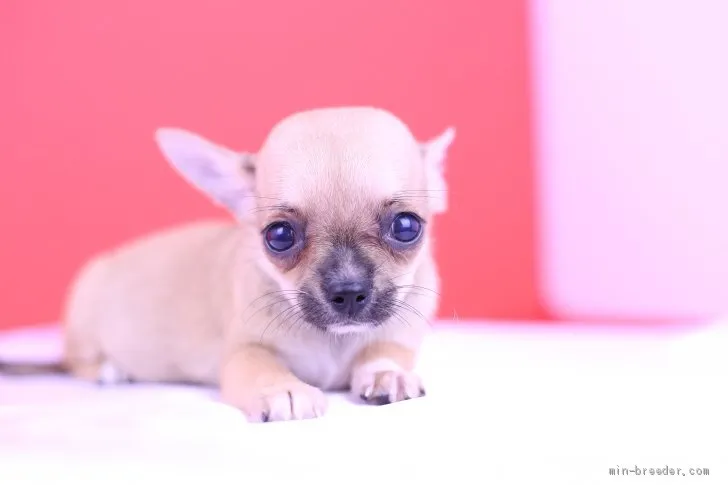 ID:1908-02089の子犬