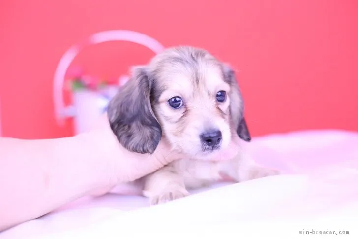 ID：1905-02753の子犬