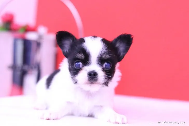 プーさん 様のお迎えした子犬