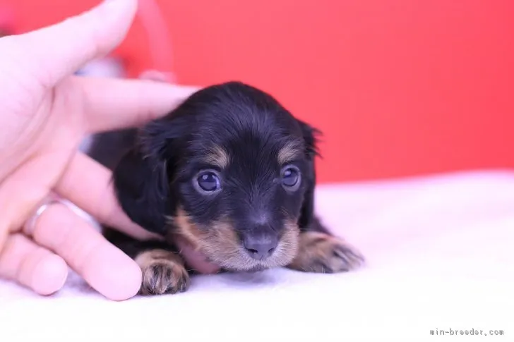 ID:1903-00013の子犬