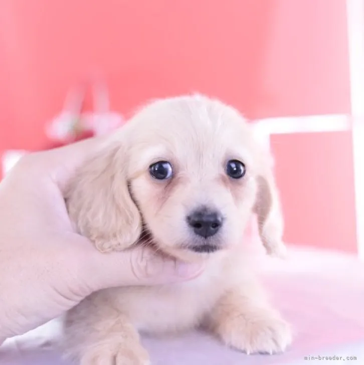 ID：2309-05070の子犬