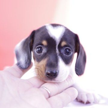 ミニチュアダックスフンド(スムース)【愛知県・女の子・2023年7月10日・ブラックタンパイボールド】の写真「希少カラー💗PRA安心」