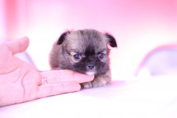 チワワ(ロング)【愛知県・女の子・2021年5月9日・レッド】の写真「かわいー❤️PRA発症しません」