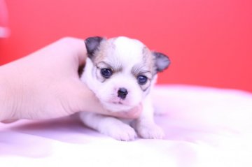 チワワ(ロング)【愛知県・女の子・2019年10月13日・ホワイト&レッド】の写真「可愛い💛父JKCチャンピオン」