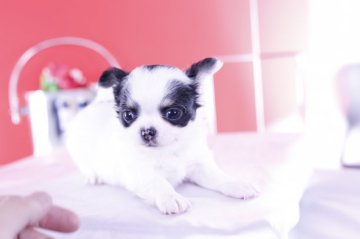 チワワ(ロング)【愛知県・男の子・2021年9月27日・ホワイト&ブラックタン】の写真「かわいー❤️PRA発症しません」