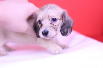 カニンヘンダックスフンド(ロング)【愛知県・女の子・2019年5月5日・シェーデッドイエロー】の写真「父JKCチャンピオン❤️PRA安心」
